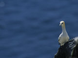 A Northern Gannet Roosts on a Cliff Above the Atlantic Ocean