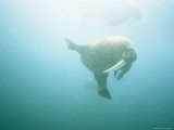 An Underwater Shot of a Walrus Swimming