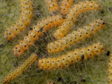 First Instar Milkweed Tiger Moth Caterpillars on Milkweed