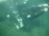 Underwater Shot of a Southern Right Whale and Her Baby