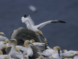 Northern Gannets Roost on Cliffs Above the Atlantic Ocean