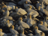 Northern Gannets and Chicks Roost on Cliffs Above the Atlantic Ocean