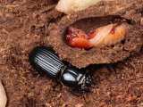 A Bess Beetle, Odontotaenius Disjunctus, Adult and Larvae