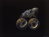 A Colored Drawing Illustrating the Complex Sexual Organs of the Male and Female Jumping Spider