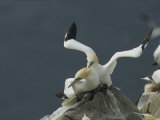 A Northern Gannet Displays Aggressive Behavior