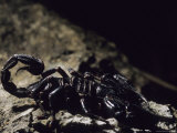 A Scorpion on a Rock in a Borneo Cave