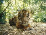 A Captive Sumatran Tiger with a Stressed Expression on Its Face