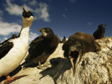 Adult and Juvenile Cormorants at a Rookery