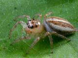 Portrait of a Dimorphic Jumping Spider, Maevia Inclemens