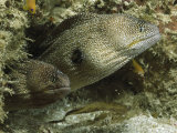 Buy Two Moray Eels Guard the Entrance to Their Den at AllPosters.com