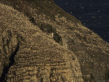 Flocks of Northern Gannets Roost on Cliffs Above the Atlantic Ocean