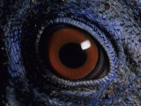 A Close View of the Eye of a Species of Bornean Pheasant