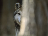 A Captive Mexican Gray Wolf Peers from Behind a Tree Trunk
