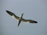 A Gannet in Flight against a Gray Sky