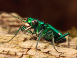 A Six-Spotted Green Tiger Beetle, Cincindela Formosa, Hunting