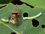 A Jumping Spider, Phidippus Species, Feeding on a Caterpillar