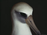 Detail of the Head of a Laysan Albatross, Diomedea Immutabilis