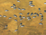 A Group of Large Whirligig Beetles, Dineutus Species, Swarming