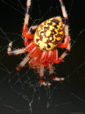 A Marbled Orb Weaver Spider, Araneus Marmoueus, in Its Web
