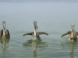 Three Brown Pelicans, Pelecanus Occidentalis, in the Water