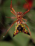 Micrathena Sagittata Spider in Its Web