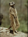 A Captive Meerkat Stands Tall as It Keeps Watch for Danger