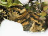 A Willow Ptarmigan Chick, Lagopus Lagopus, Nestled in Vegetation