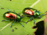 A Pair of Dogbane Leaf Beetles Eating a Dogbane Leaf
