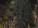 An Orb Weaving Spiders Web Among Weeds
