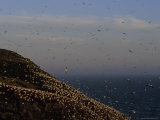 Flocks of Northern Gannets Roost on Cliffs Above the Atlantic Ocean