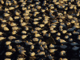 Flocks of Northern Gannets Roost on Cliffs Above the Atlantic Ocean