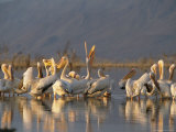 Pelicans in Lake Gummare Near Lake Abbe