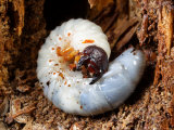 A Stag Beetle Larva, Lucanus Elephus, in a Rotten Log