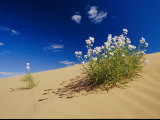 Buy Hearty Wild Stock Wildflowers Growing on a Sand Dune at AllPosters.com