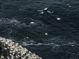 Humpback Whales Swim Near Cliffs Where Northern Gannets Roost