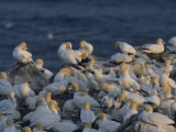 Northern Gannets and Chicks Roost on Cliffs Above the Atlantic Ocean