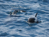 A Pair of Killer Whales Swimming Near the Continental Shelf