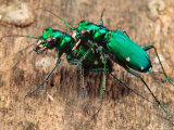 Six-Spotted Green Tiger Beetle, Cincindela Formosa, in Embrace