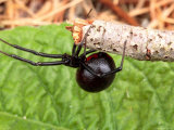 A Female Black Widow Spider, Latrodectus Mactans, on a Twig