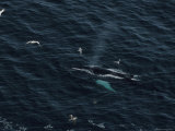 Humpback Whales Swim Near Cliffs Where Northern Gannets Roost