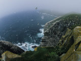 Flocks of Northern Gannets Roost on Cliffs Above the Atlantic Ocean
