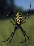 An Argiope Species Orb Weaving Spider in Its Web in a Salt Marsh