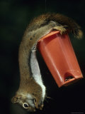 Squirrel Hangs Upside Down from a Feeder