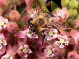 A Golden Northern Bumble Bee, Bombus Fervidus, Feeding on Milkweed