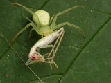 A Crab Spider, Thomisus Species, with Cricket Prey in Its Grip