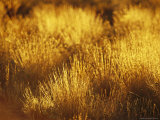 Tufts of Spinifex Grass Catching the Golden Light at Sunset