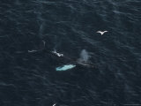 Humpback Whales Swim Near Cliffs Where Northern Gannets Roost