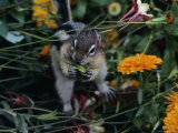 Golden-Mantled Ground Squirrel Among Flowers