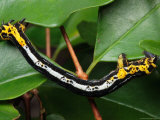 A Geometrid (Inch-Worm)Caterpillar on a Twig