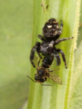 A Daring Jumping Spider, Phidippus Species, Feeding on a Digger Bee
